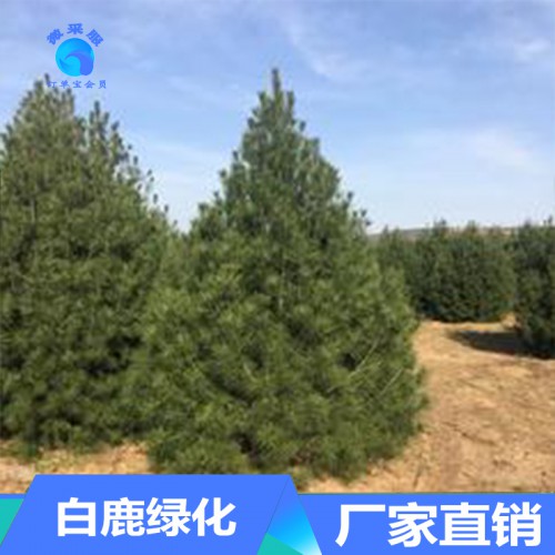 白皮松批发价格 基地常年供应白皮松