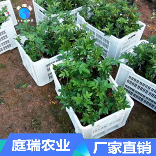 直销嫁接藤椒苗 嫁接花椒苗 少刺花椒苗