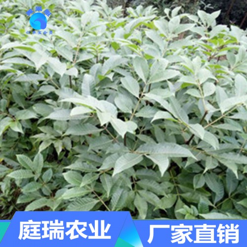 厂家直销中花吴茱萸苗 吴茱萸苗