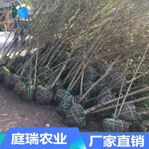 李子苗 批发销售 生产厂家