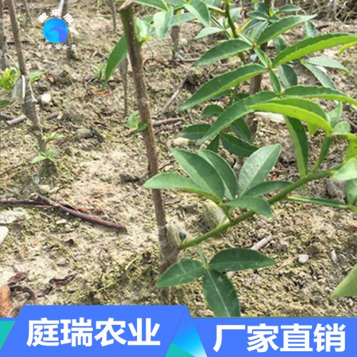 藤椒苗 藤椒苗价格 藤椒小苗