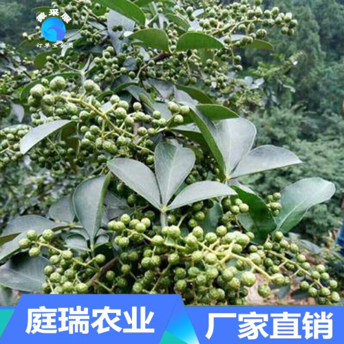 藤椒苗 藤椒苗价格