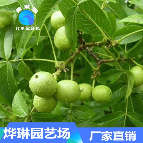 核桃苗 批发核桃种苗 核桃小苗价格 核桃苗供货厂家