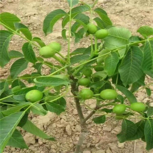 山东核桃苗 泰安核桃树苗 嫁接薄皮核桃苗 新品种核桃苗价格