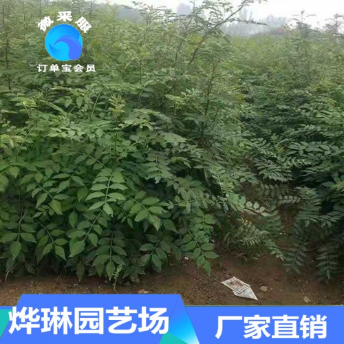 花椒苗  泰安花椒苗  花椒幼苗批发 花椒种苗基地