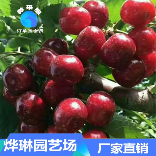 黑珍珠樱桃树苗 卖樱桃树苗 吉塞拉樱桃树苗 大樱桃树苗