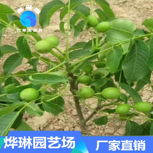 核桃苗 清香核桃苗价格 核桃种苗批发