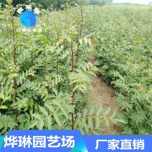 花椒苗 基地供应花椒小苗 量大从优当年花椒苗