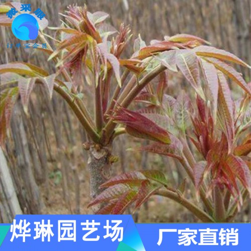 种植香椿苗 矮化香椿苗 红油香椿苗