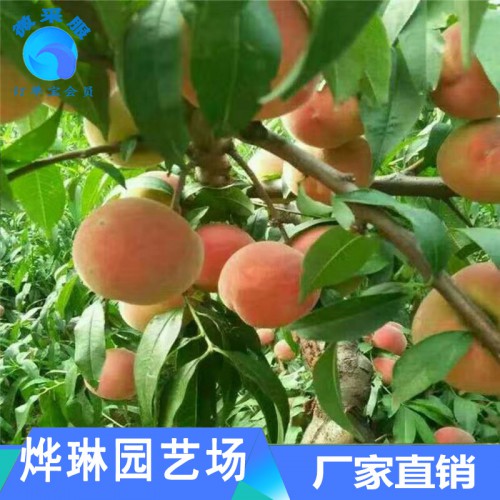 山东桃树苗 晚熟桃树苗 早熟桃树苗 新品种核桃树苗