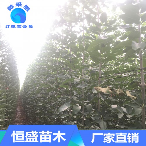 白腊 供应金叶白腊