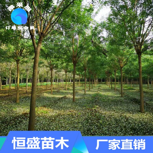 国槐 国槐基地 国槐批发