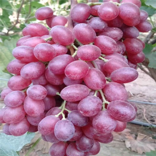 葡萄苗 葡萄苗 冰美人葡萄苗 葡萄苗价格