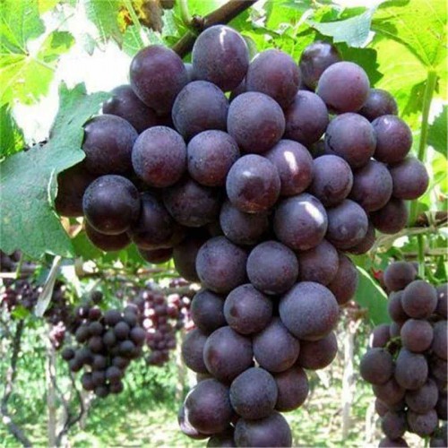 新品种葡萄苗 葡萄苗出售 葡萄苗批发