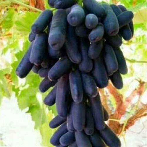 巨峰葡萄苗 基地批发葡萄苗  巨峰葡萄苗价格