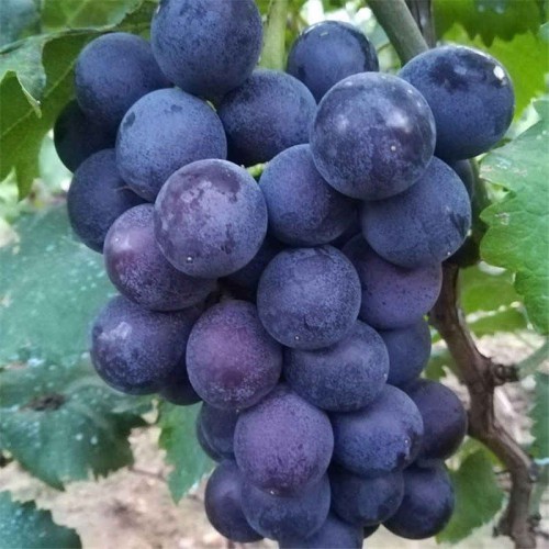 中熟大果巨峰葡萄苗供应中熟大果巨峰葡萄苗价格森林木苗木基地