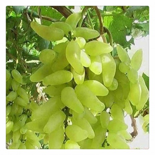 专业种植巨峰葡萄苗  基地直销 批发葡萄苗