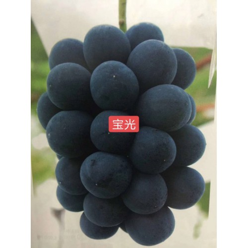 蓝宝石葡萄苗 甜蜜蓝宝石葡萄苗 甜蜜蓝宝石葡萄苗价格