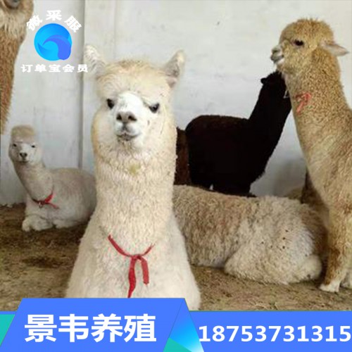 羊驼 小羊驼活体养殖技术 小羊驼厂家