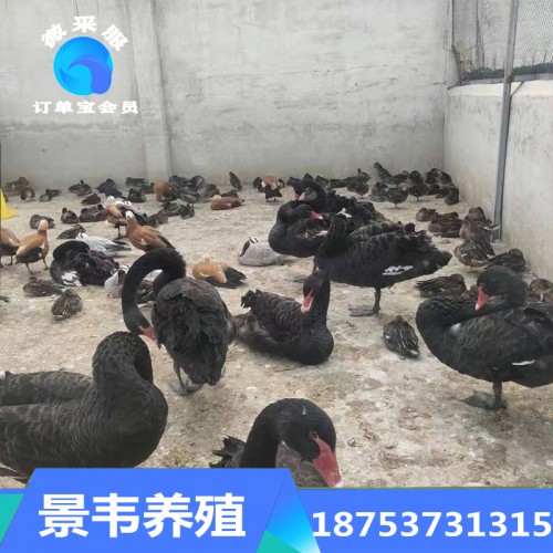 观赏黑天鹅批发 黑天鹅价格 热销黑天鹅