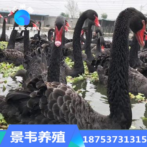 黑天鹅 黑天鹅养殖 出售活体黑天鹅