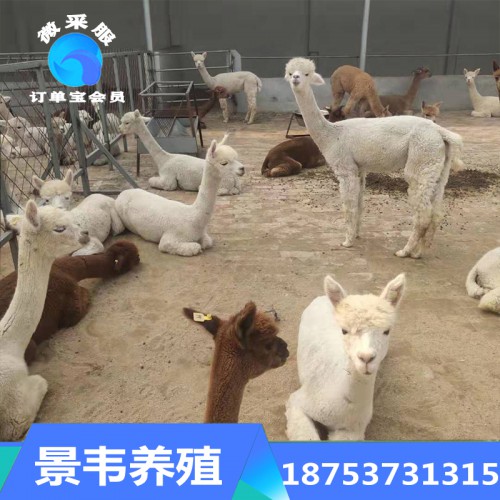 羊驼 萌宠羊驼 羊驼繁育基地