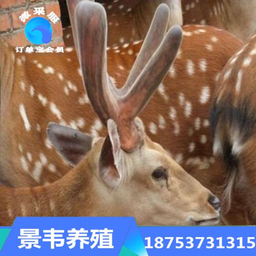 梅花鹿 鹿肉梅花鹿 圣诞梅花鹿 鹿茸梅花鹿