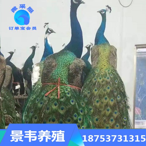孔雀 精品孔雀标本 专业制作孔雀标本