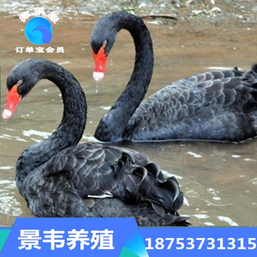 黑天鹅 观赏黑天鹅批发 成年黑天鹅包邮