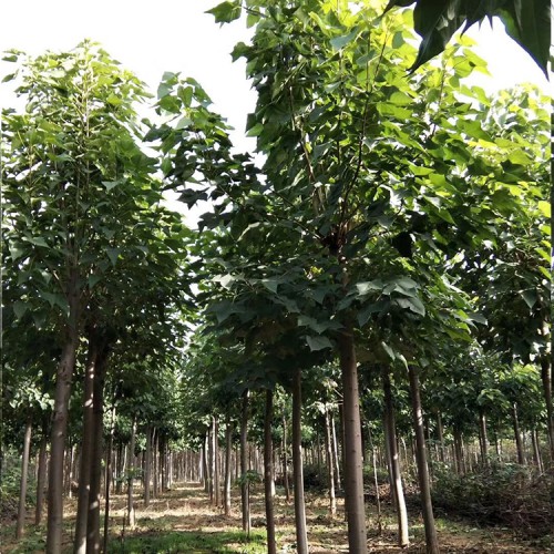 楸树树苗基地批发 量大从优