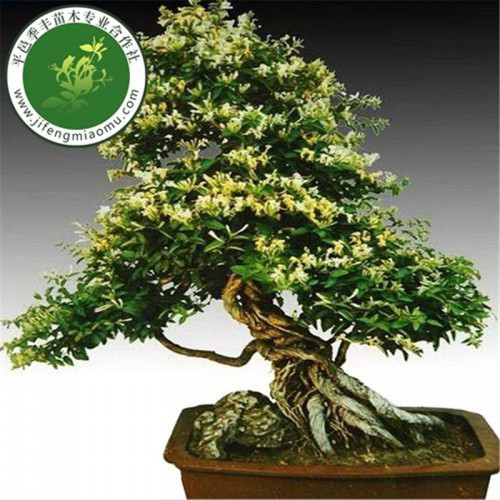 金银花盆景 金银花盆景栽培