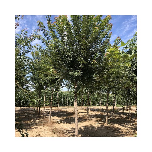 五角枫 长期低价销售优质五角枫