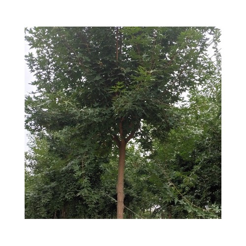 五角枫 行道绿化五角枫 热销现货防护