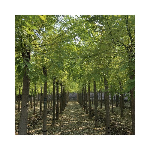 黄金槐 黄金槐价格 黄金槐树苗厂家