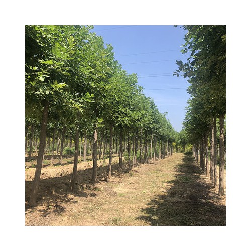 国槐 出售各规格国槐 速生国槐
