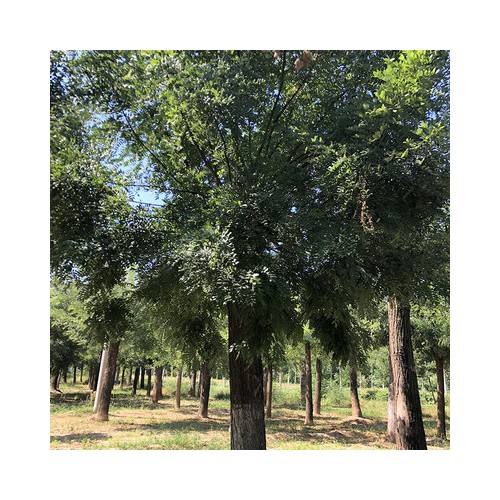 国槐 国槐价格 优质国槐 老式国槐