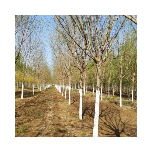 白蜡 批发白蜡小树 速生白蜡