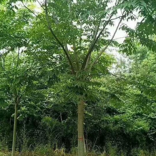 合欢 优质合欢 合欢厂家直销