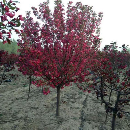 海棠 北美海棠 绚丽海棠 红宝石 垂丝海棠