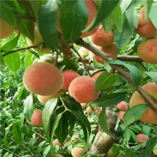 嫁接桃树苗 山东桃树苗 新品种桃苗 泰安桃苗 晚熟桃树苗