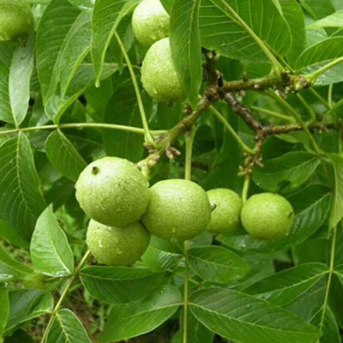 薄皮核桃种苗 核桃种苗批发 核桃小苗价格