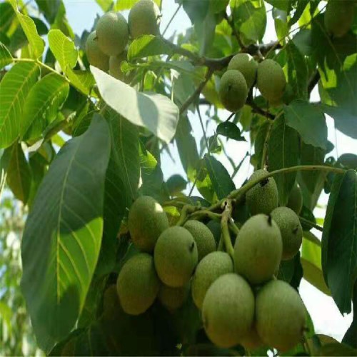 嫁接的核桃苗 薄皮核桃苗 当年结果的核桃苗