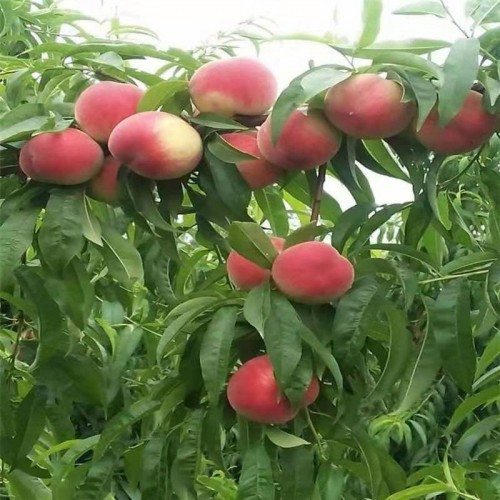 核桃苗木 高产核桃苗 核桃种植效益