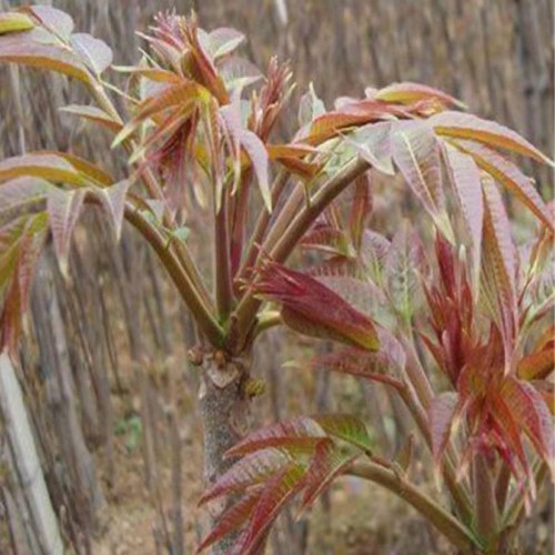 香椿苗批发 香椿苗价钱 香椿苗批发价格