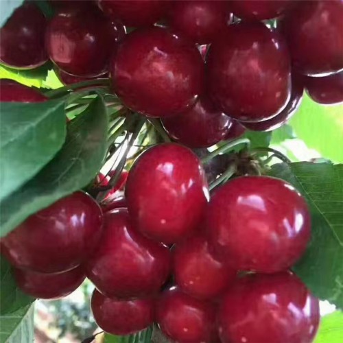 黑珍珠樱桃苗 大樱桃种苗  山东樱桃树