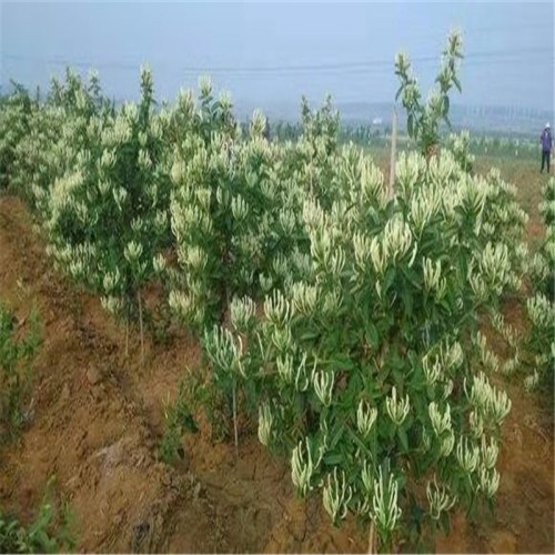 金银花苗价格 金银花基地 供应金银花