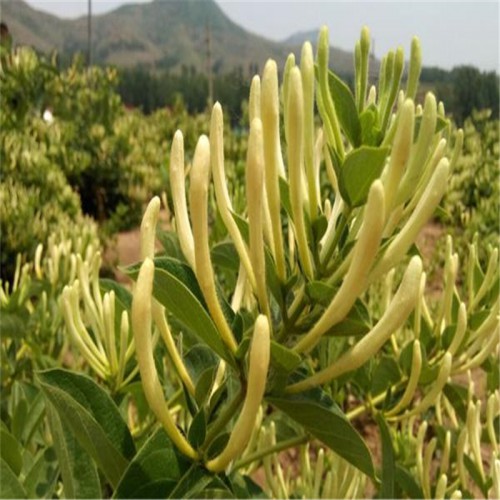 金银花如何种植 金银花种植技巧