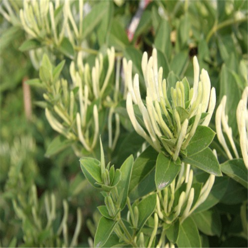 金银花苗 四季金银花 金银花种植