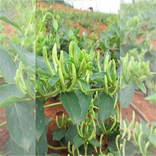 四季金银花 四季金银花价格 四季金银花厂家