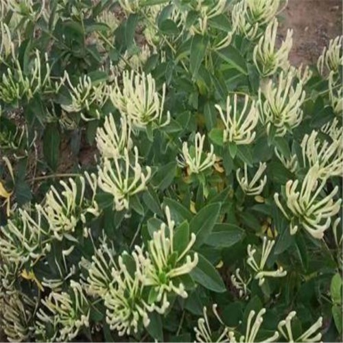 北花一号金银花苗 金银花苗厂家